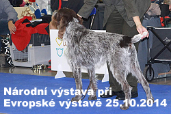 Národní výstava při Evrospké výstavě psů 25.10.2014