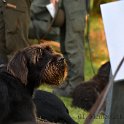 DSC_0923.JPG